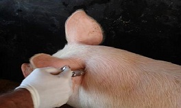 Técnica de imunocastração traz benefícios ao bem-estar, desempenho e a qualidade da carne suína