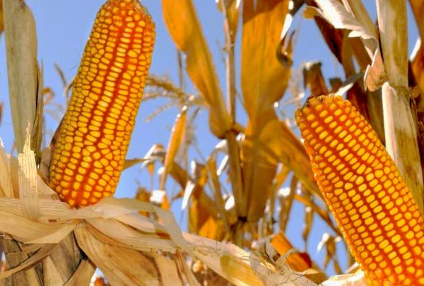 Milho: estoque interno maior limita as altas de preços