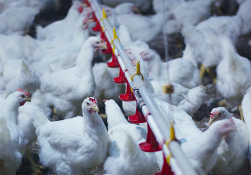 AVES orienta que seus Associados e Responsáveis Técnicos fiquem atentos aos prazos para apresentação do Registro de Granjas ao MAPA