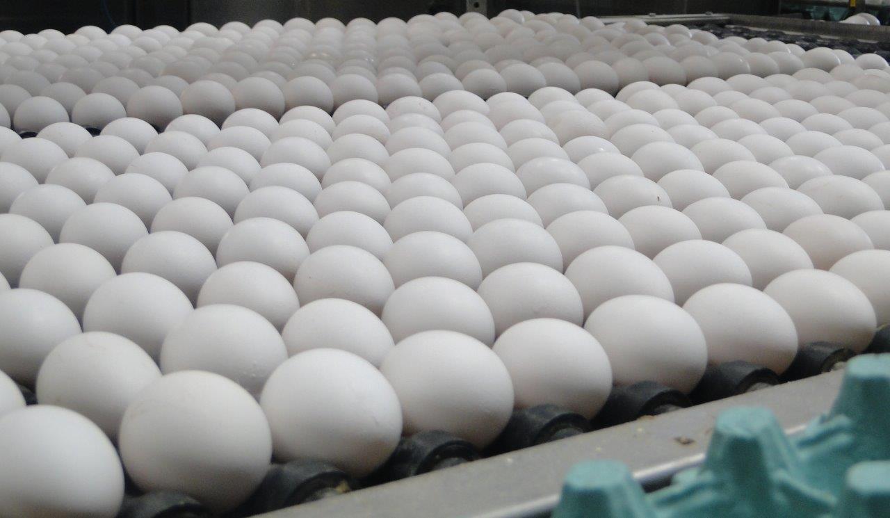 Santa Maria de Jetibá alcança primeiro lugar na produção de ovos no Brasil