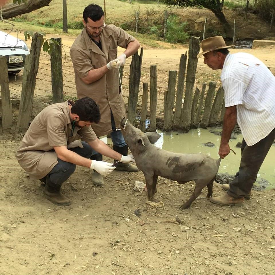 Cuidados com biosseguridade podem evitar casos de Peste Suína Clássica (PSC)