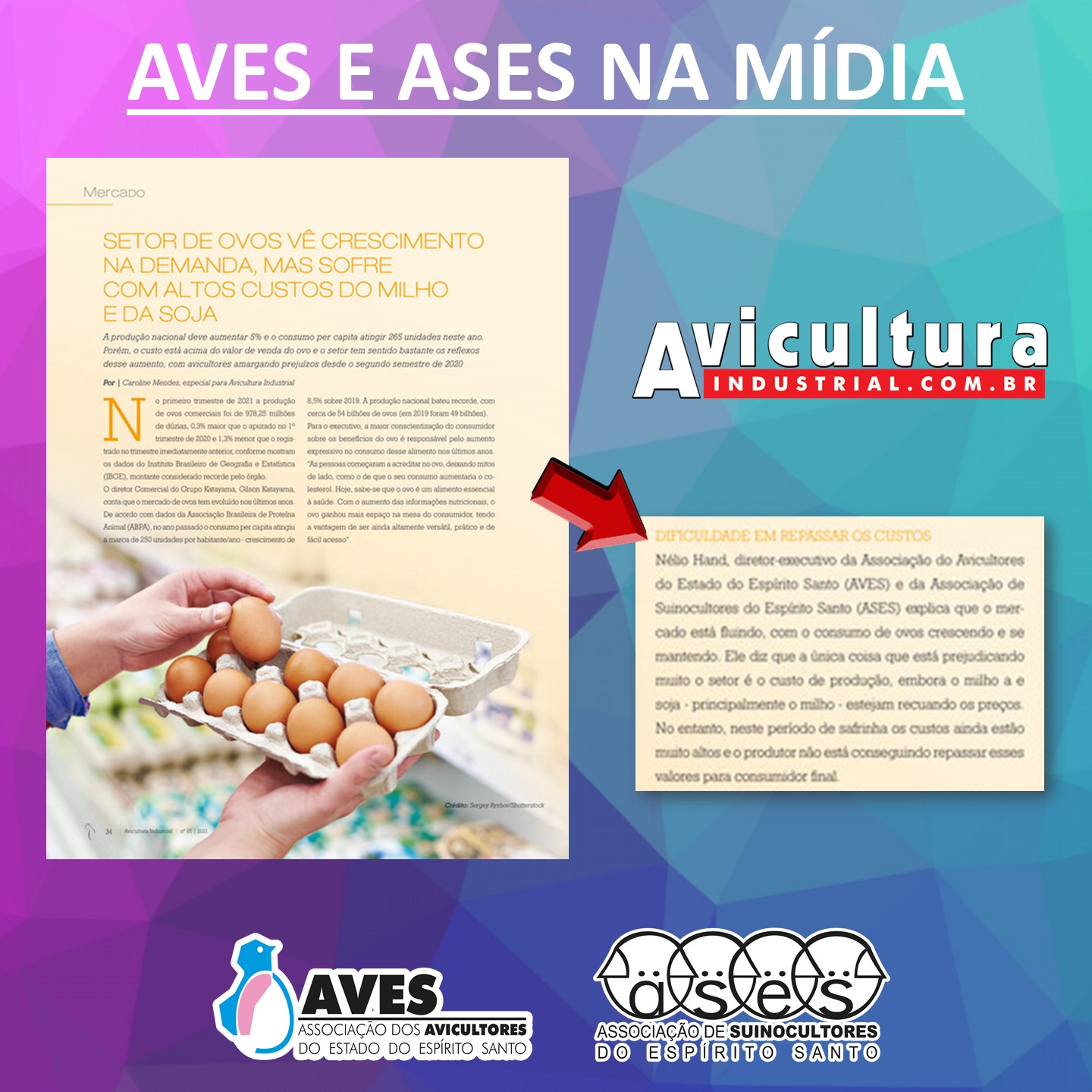 AVES e ASES na mídia: Setor de ovos vê crescimento na demanda, mas sofre com altos custos do milho e da soja (Avicultura Industrial)