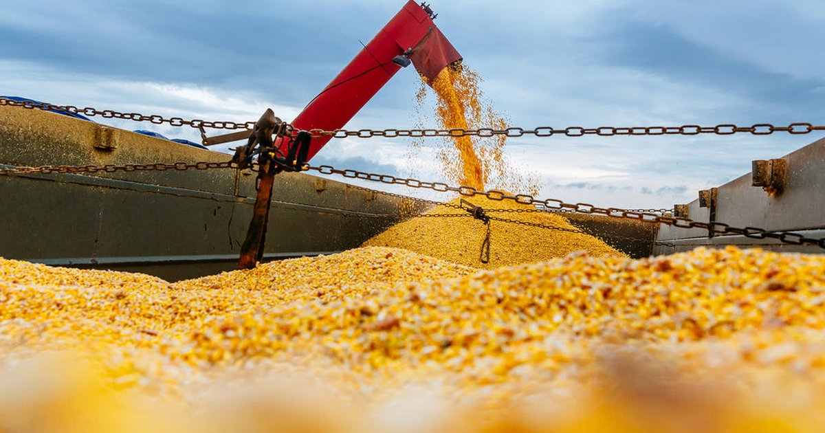 PIS e COFINS têm cobrança suspensa nas importações de milho pelo governo federal