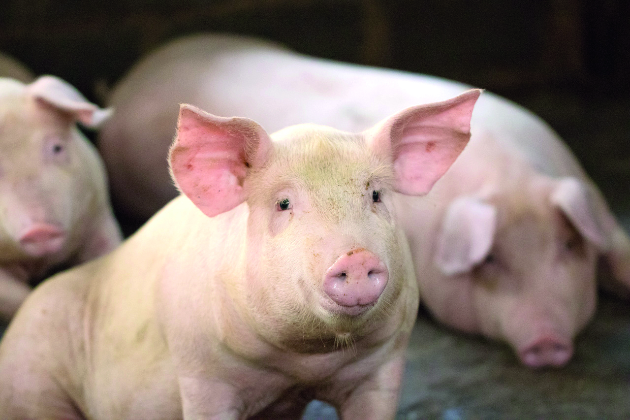 Fundo Nacional de Saúde Animal é prioridade da ABCS junto ao MAPA