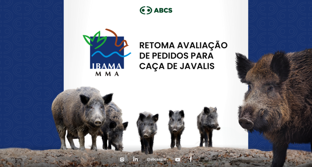ABCS avalia como positiva a retomada, pelo Ibama, da avaliação de pedidos para caça de javalis