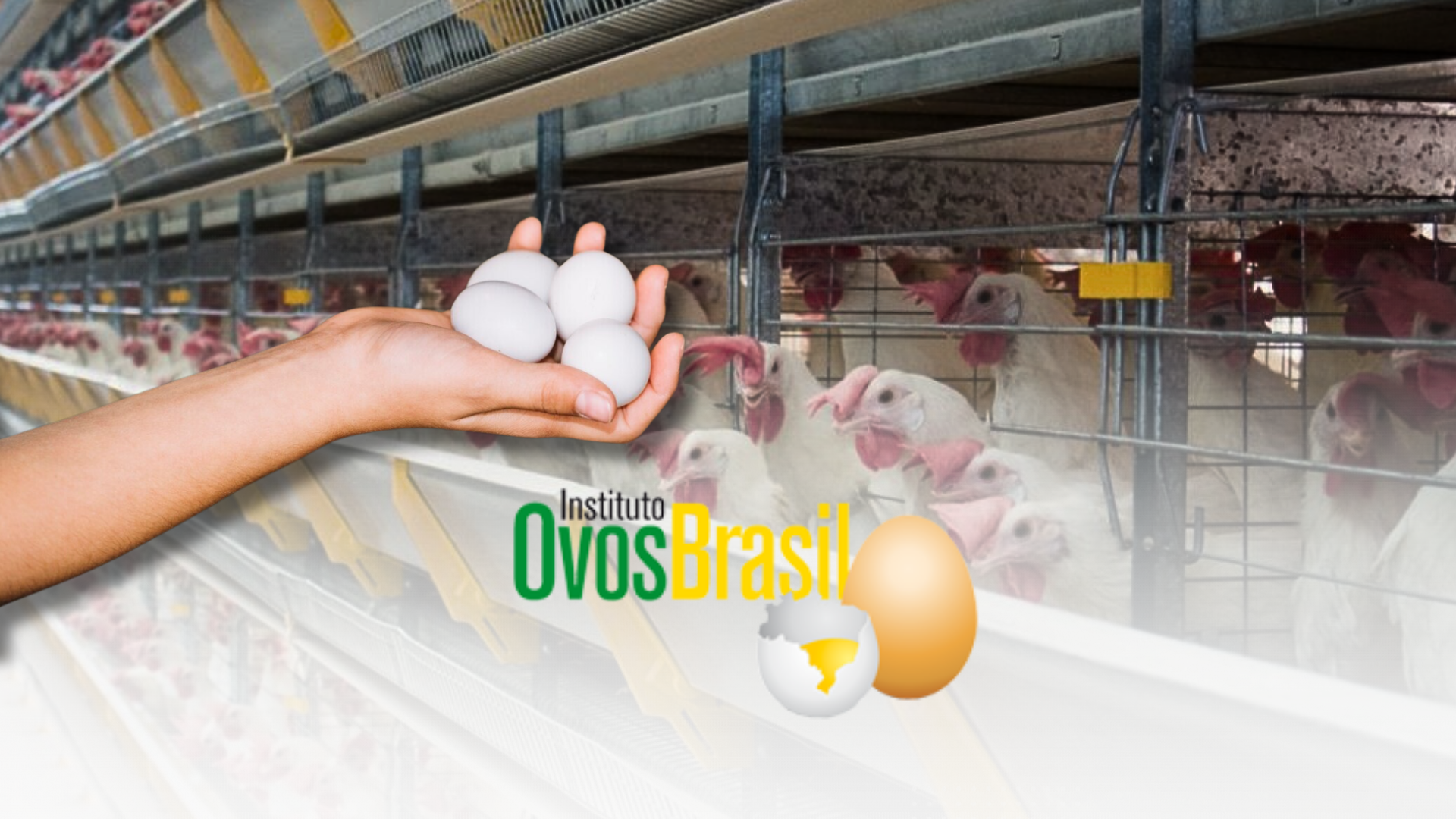 Instituto Ovos Brasil revela os TOP 5 Estados produtores de ovos no Brasil