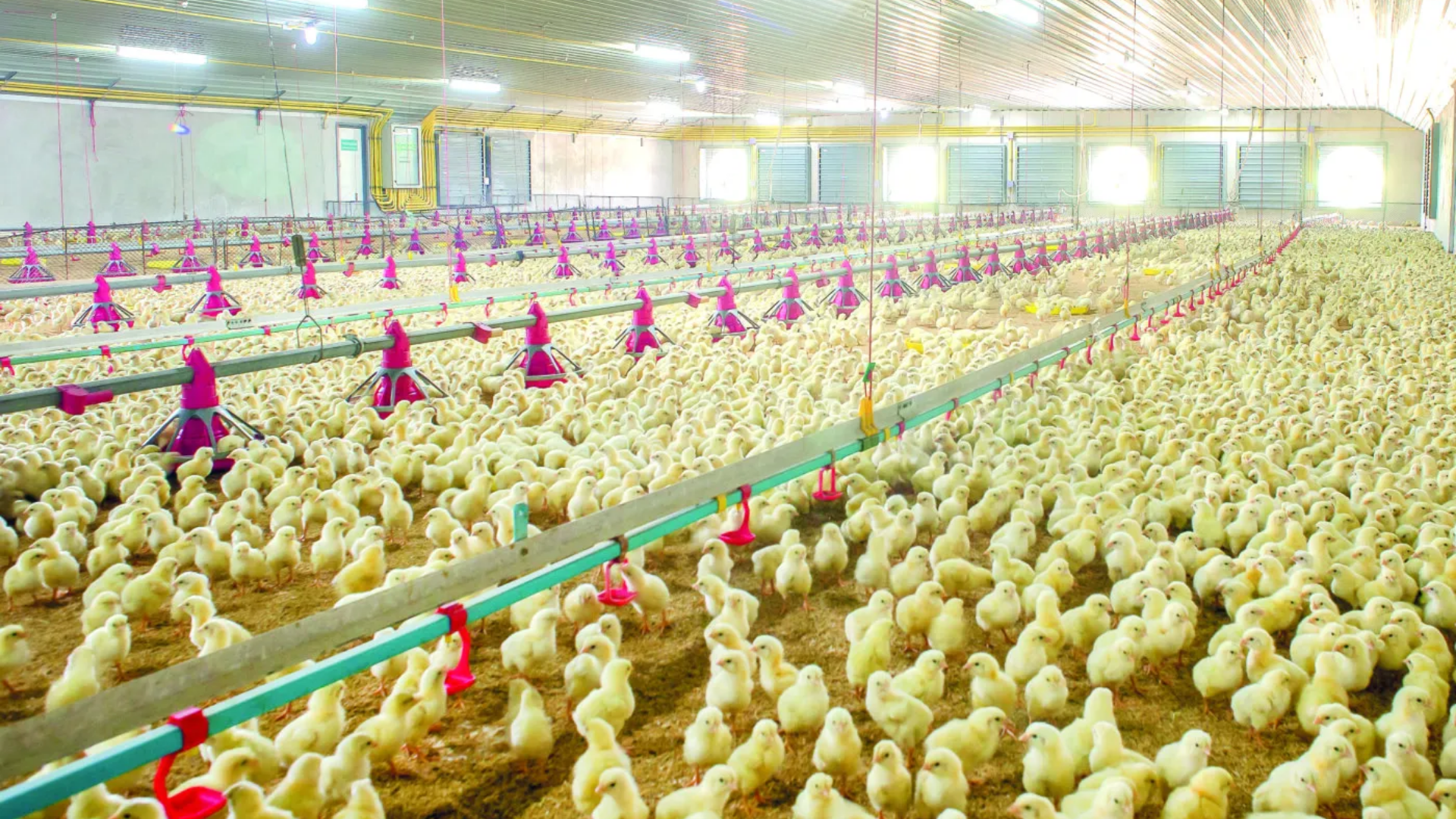 Anfeas aponta fatores que devem ser considerados na escolha de um sistema de aquecimento para aviários