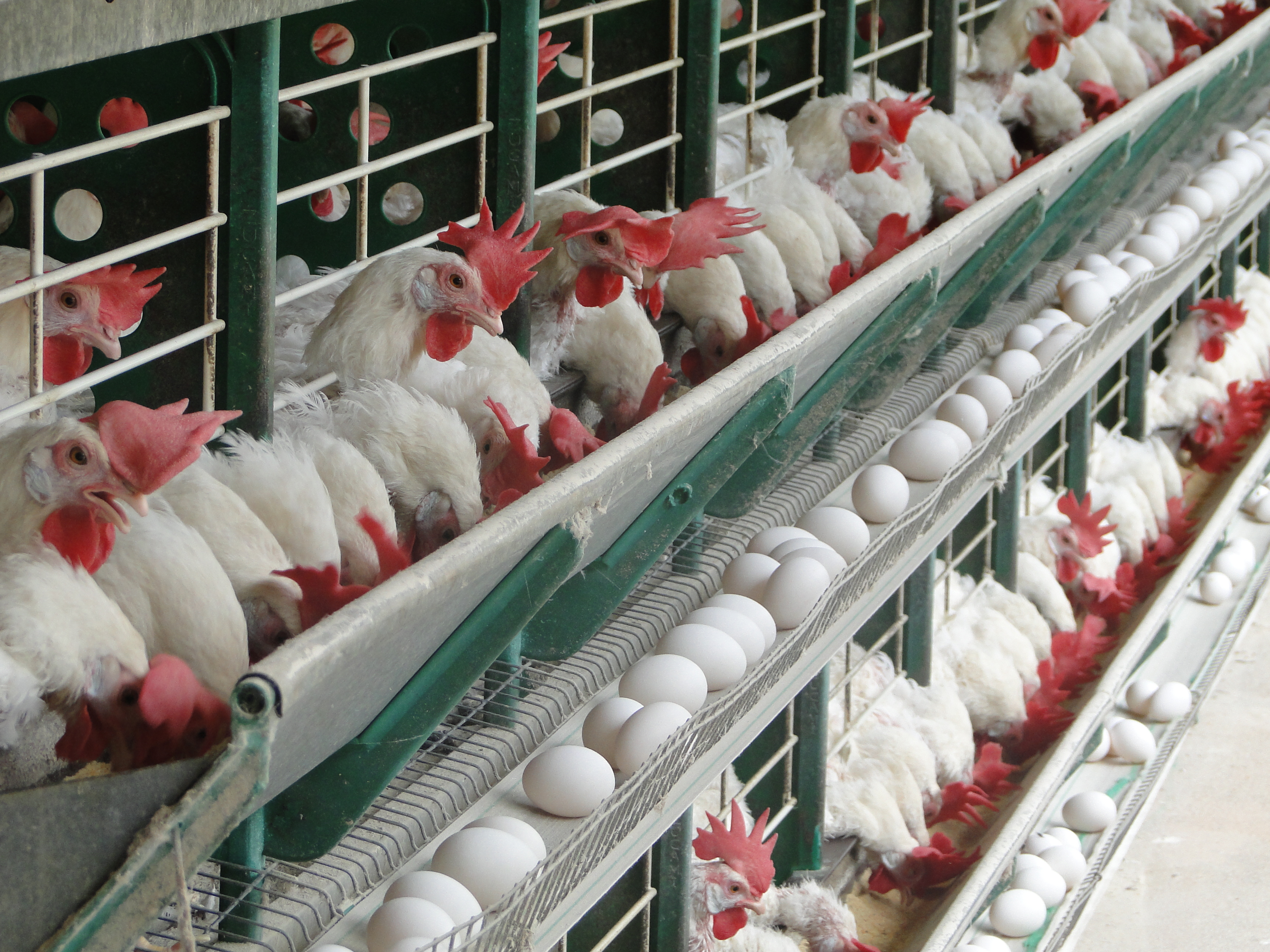 Bem-estar animal é componente agregador de valor e de competitividade no setor de proteína animal, segundo especialistas