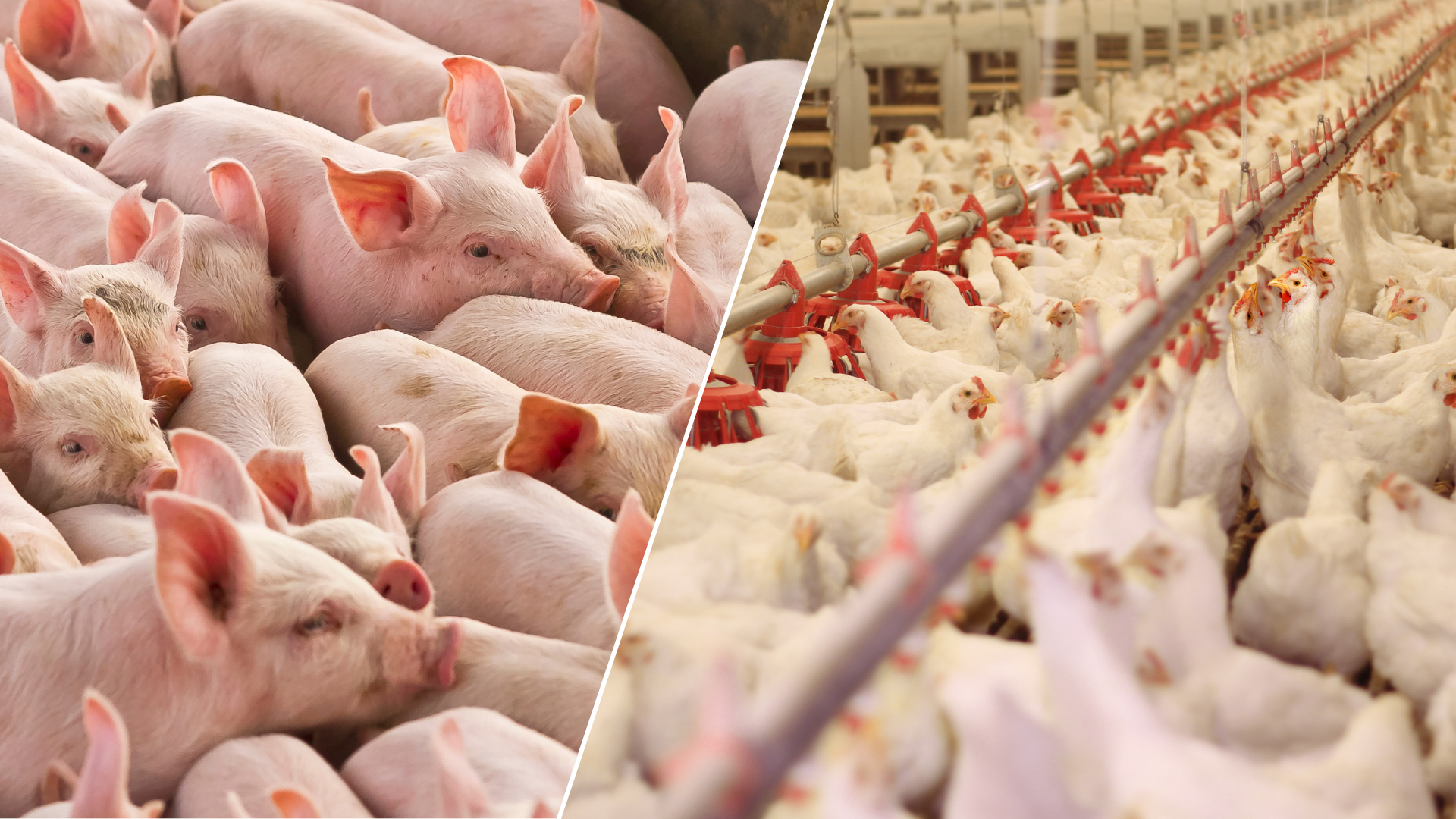 Avicultura e suinocultura encerram 2024 com recordes e projeções otimistas para 2025