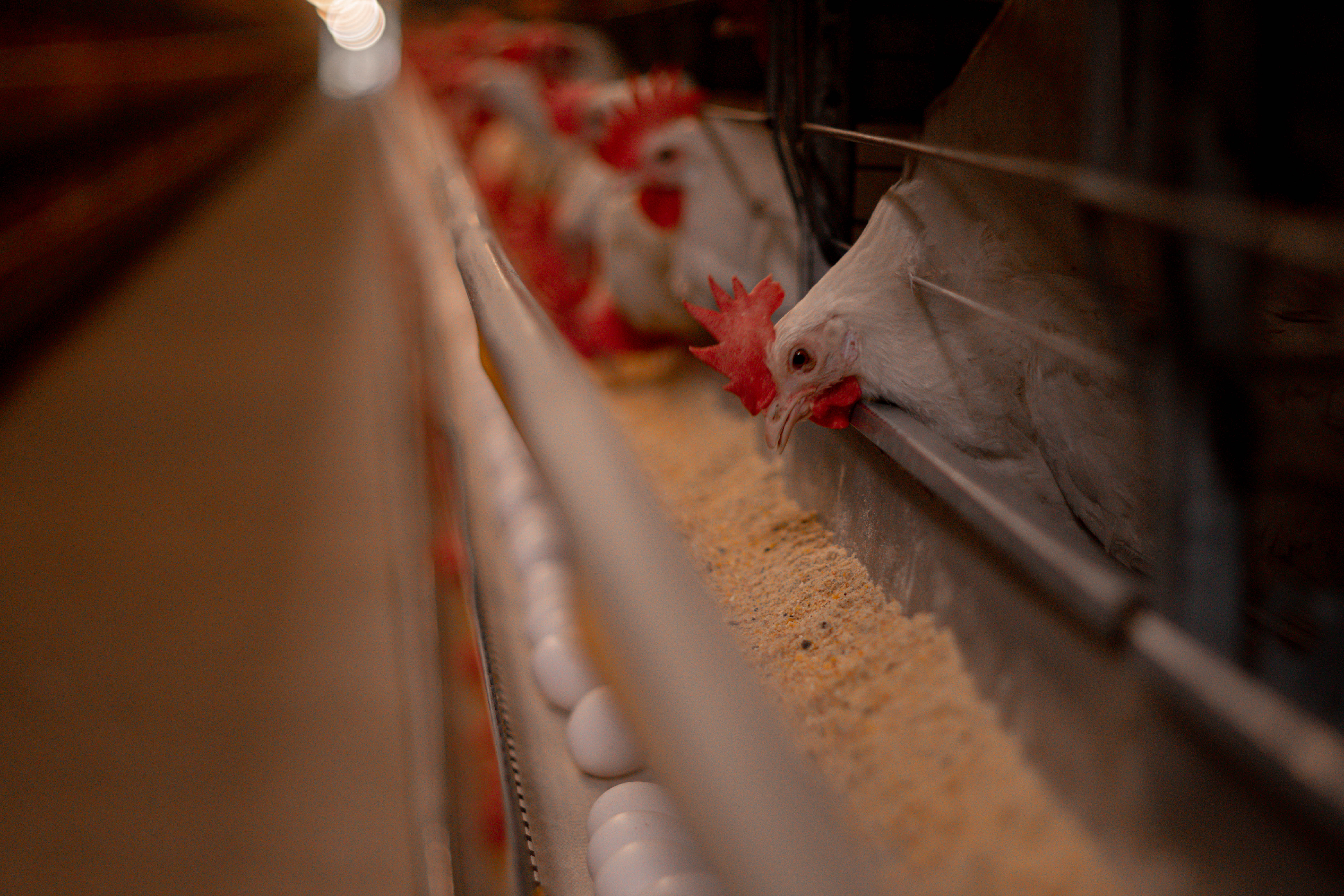 VBP da produção de ovos cai em 4 dos 5 estados que mais produzem