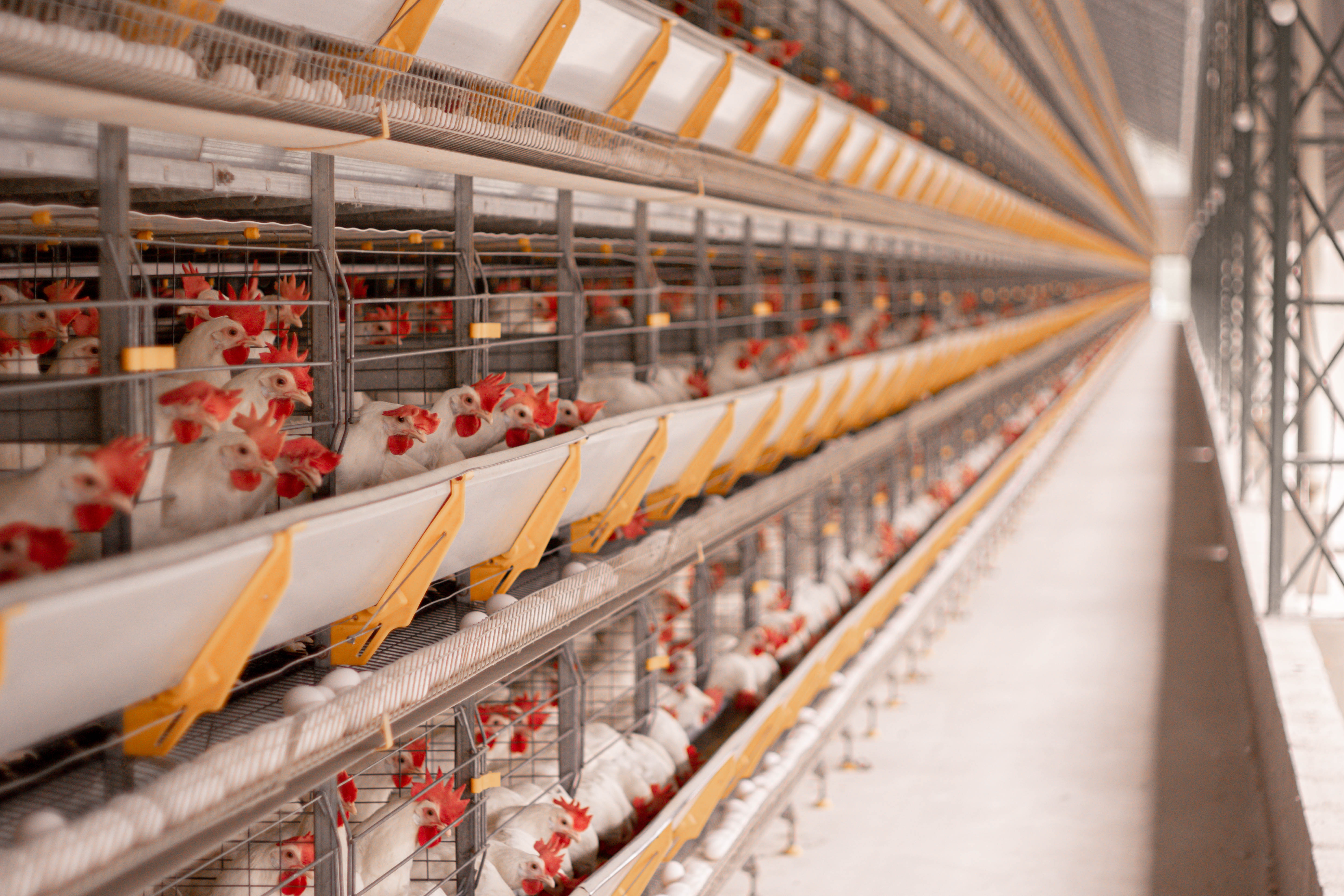 Avicultura e suinocultura do Brasil projetam crescimento e abertura de novos mercados