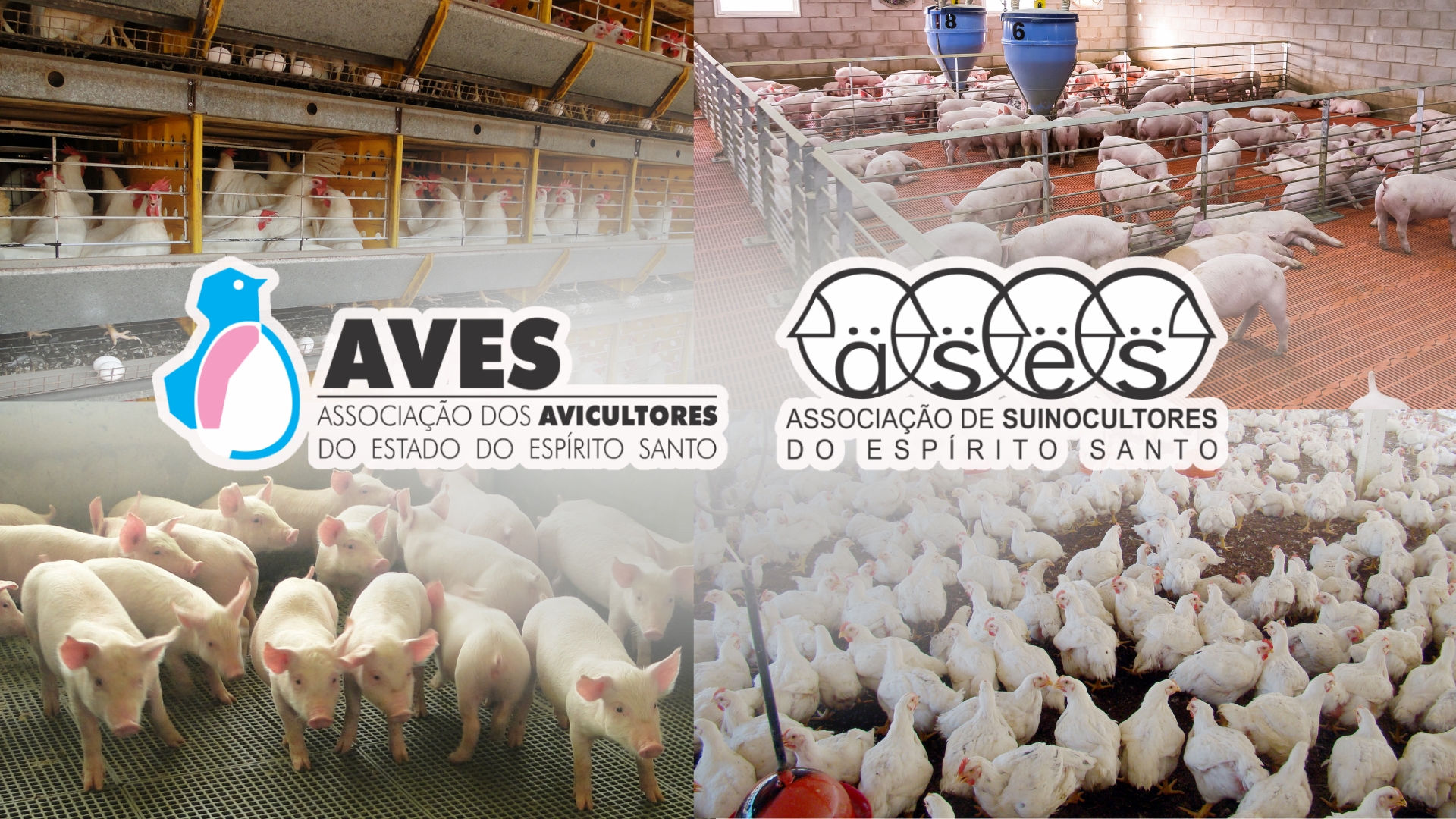 AVES e ASES definem planos de trabalho para 2025