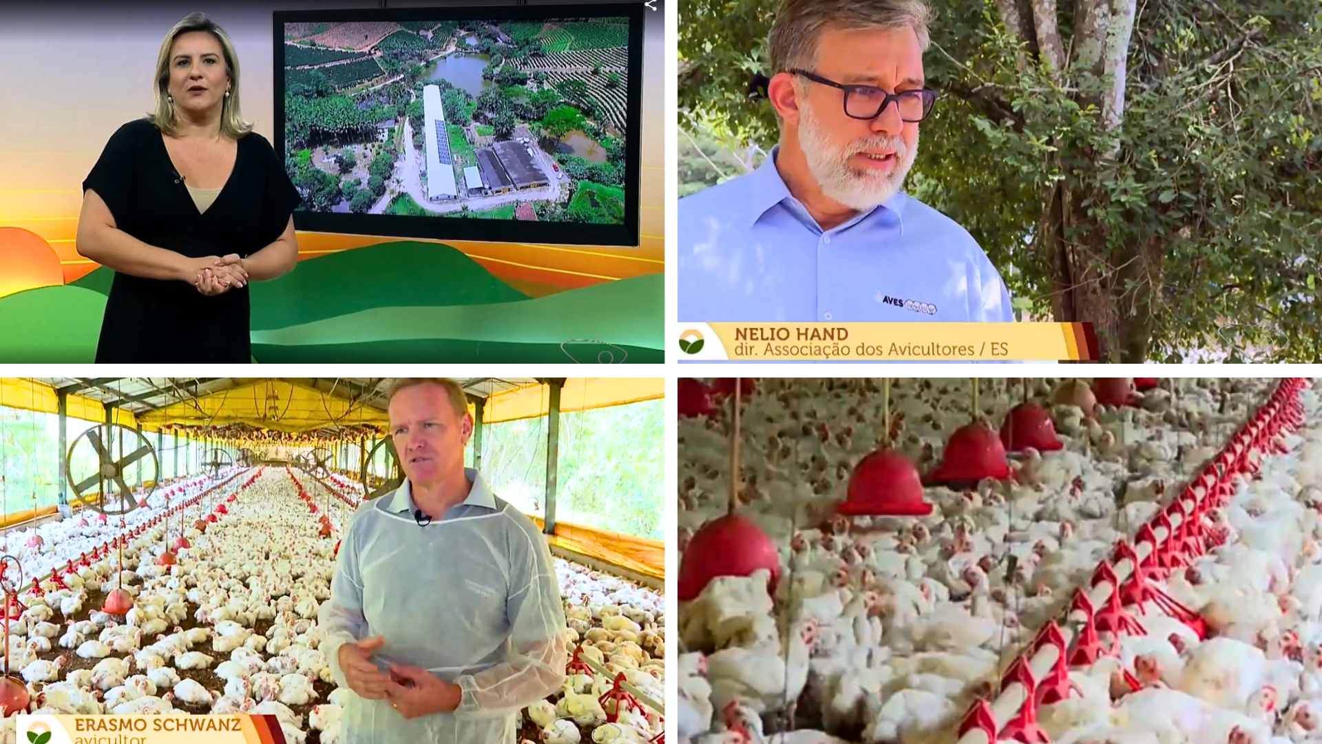 Reportagem no Jornal do Campo destaca a avicultura de corte capixaba