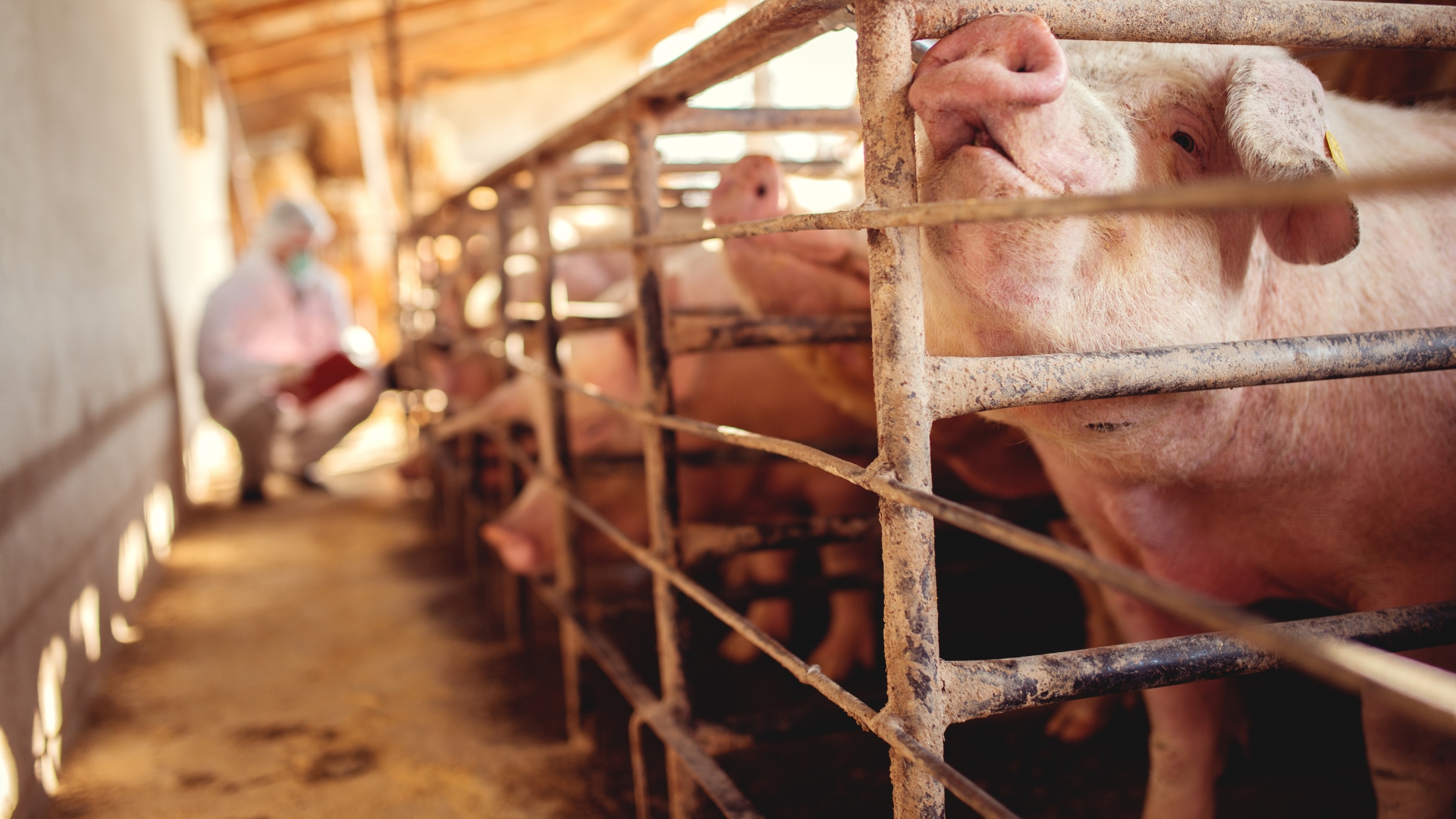 Suplementação com aminoácidos funcionais melhora a resistência de suínos a infecções
