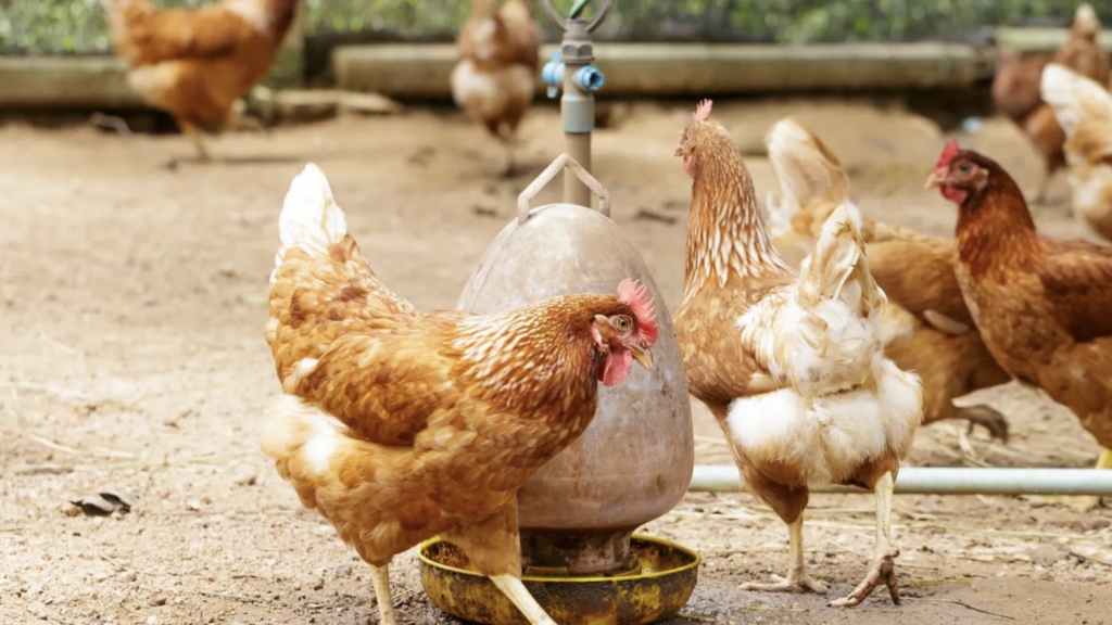 Influenza Aviária detectada em aves de quintal na província de Chaco na Argentina