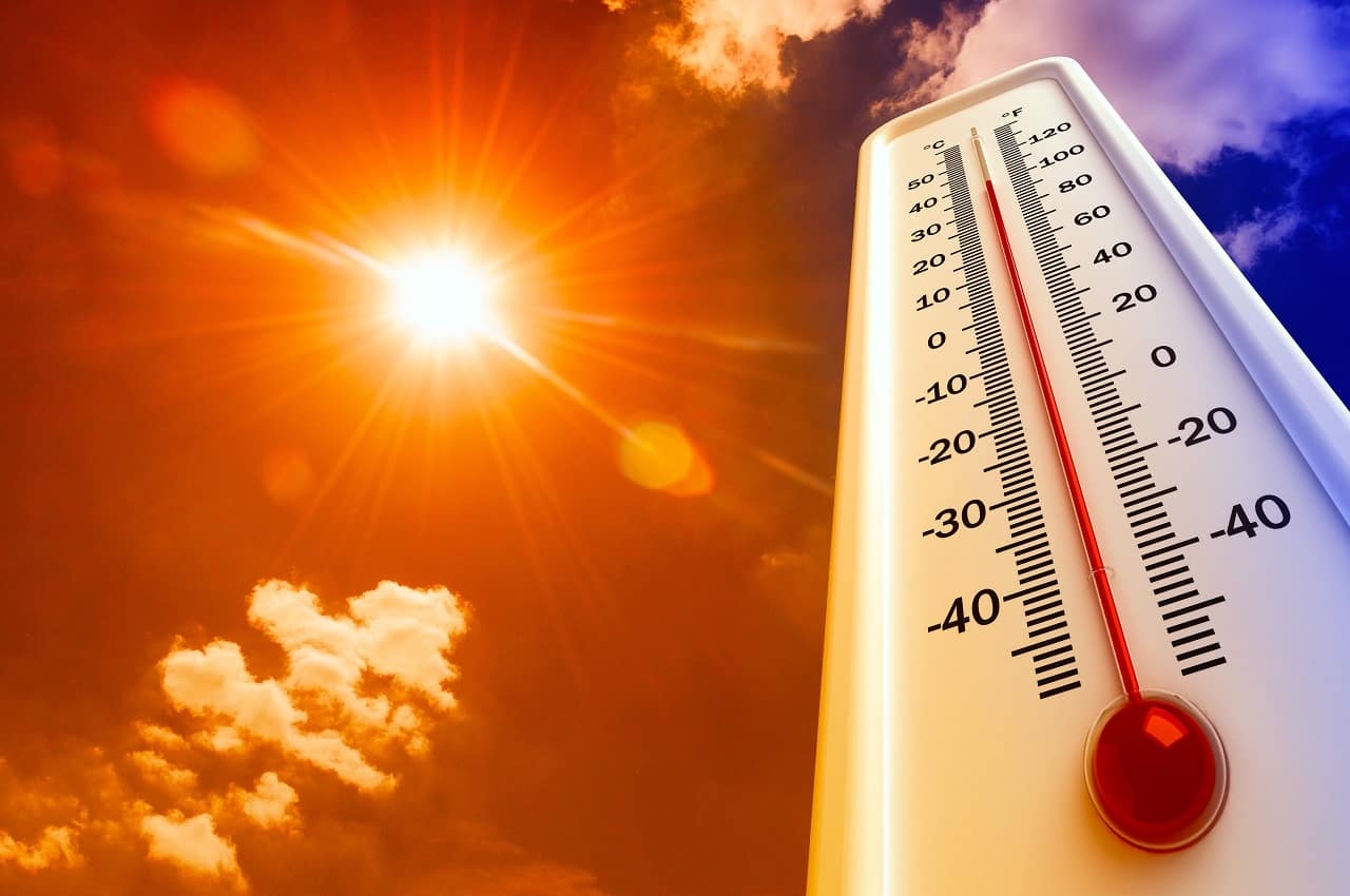 Onda de calor: veja como proteger aves e suínos das altas temperaturas