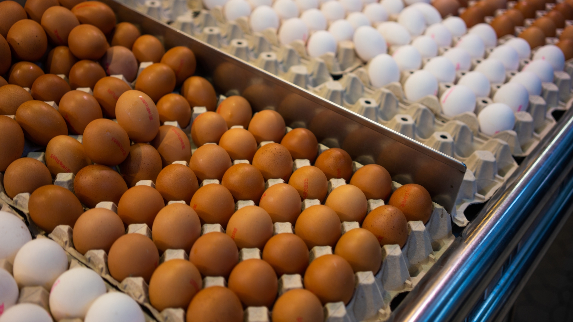 Balanço e expectativas da produção de proteínas no Espírito Santo