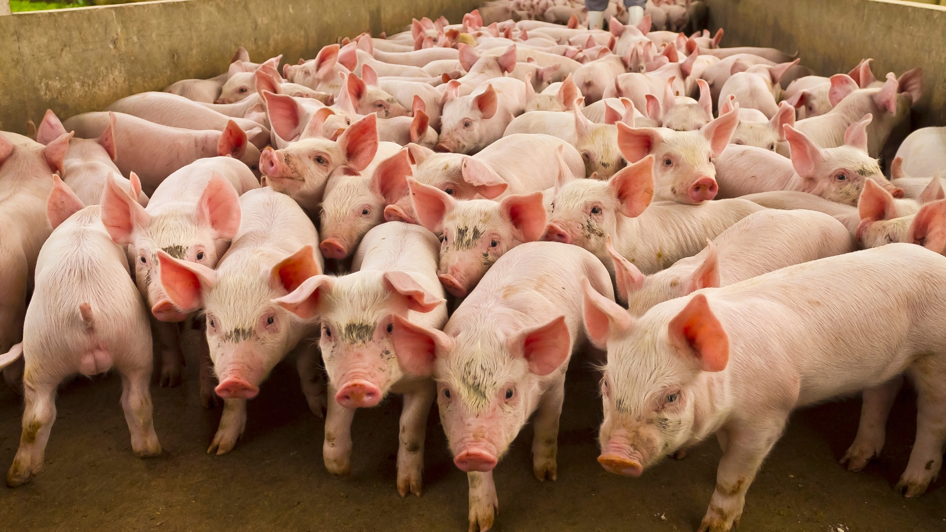 SUÍNOS/CEPEA: Forte valorização do milho preocupa setor suinícola