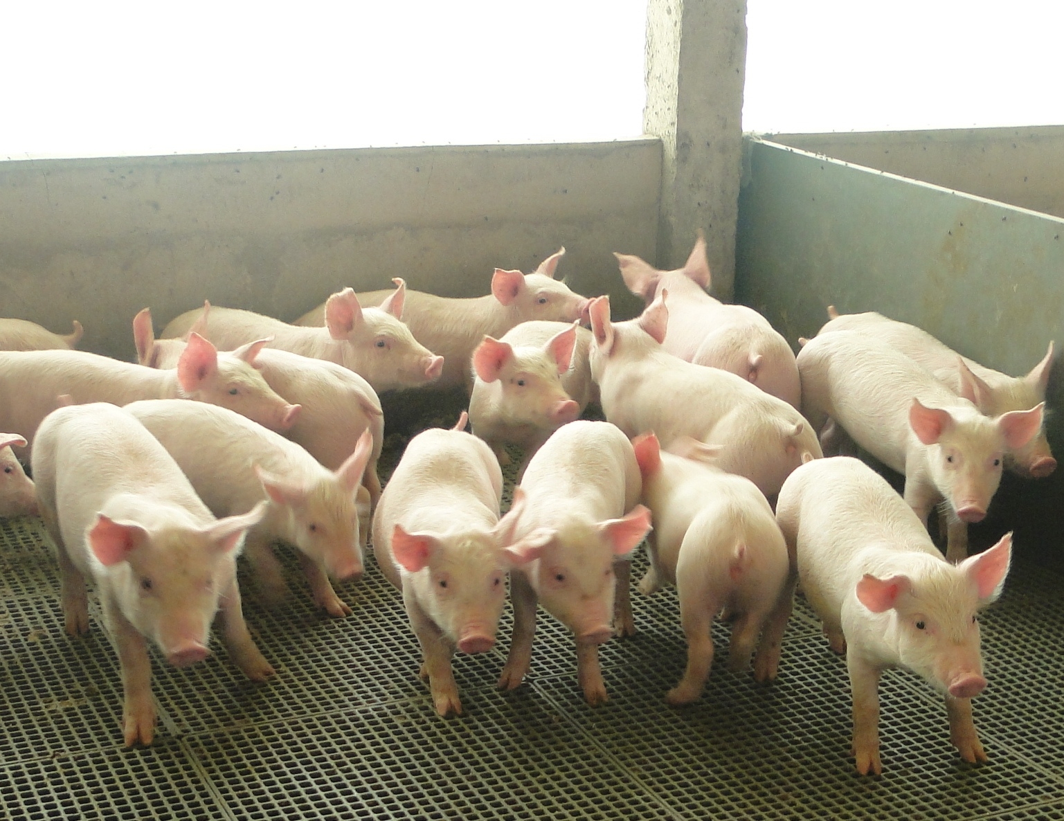 Dados definitivos de abate do IBGE indicam consumo per capita de carne suína de 19,52 kg em 2024