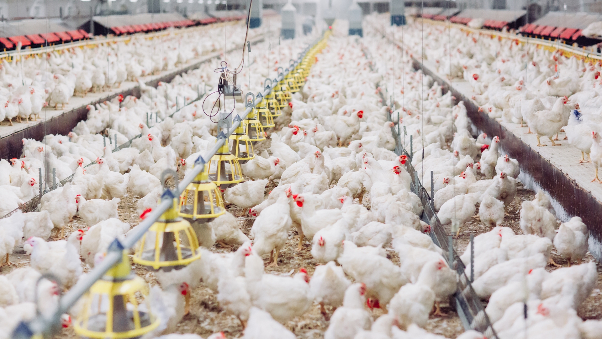 Deixar gripe aviária se espalhar nos EUA pode devastar produção de aves e ovos