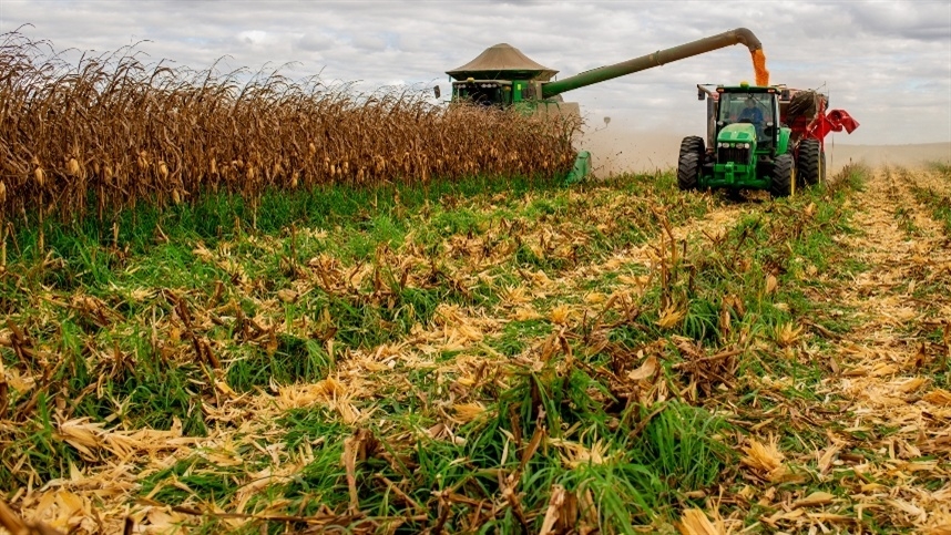 Demanda aquecida e oferta restrita sustentam preços do milho no Brasil