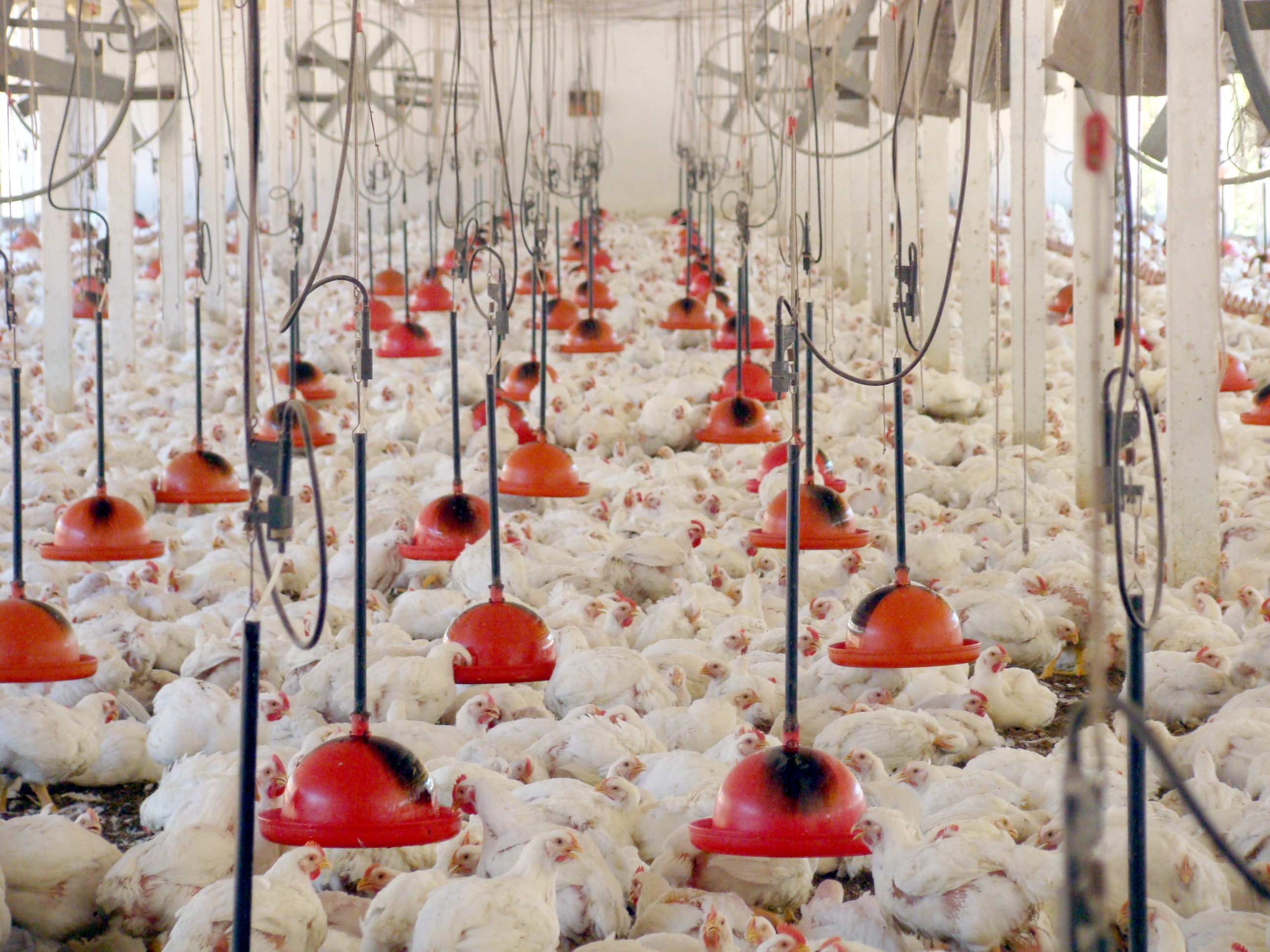 Ambiência na avicultura: fator-chave para bem-estar e alta conversão alimentar