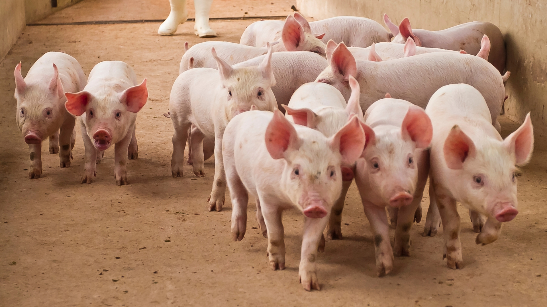 Suinocultura independente: mercado começa a esboçar reação nos preços