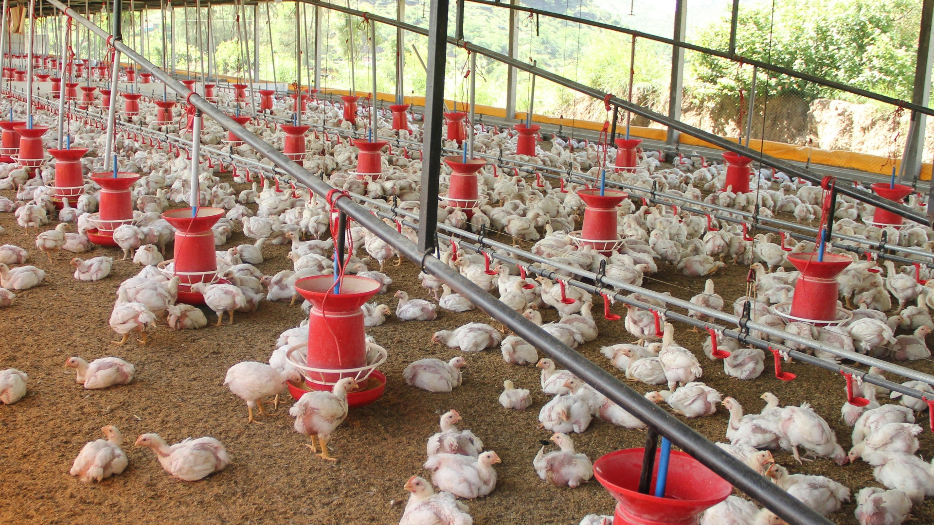 Gripe aviária: Brasil mantém granjas livres e se destaca com biosseguridade exemplar
