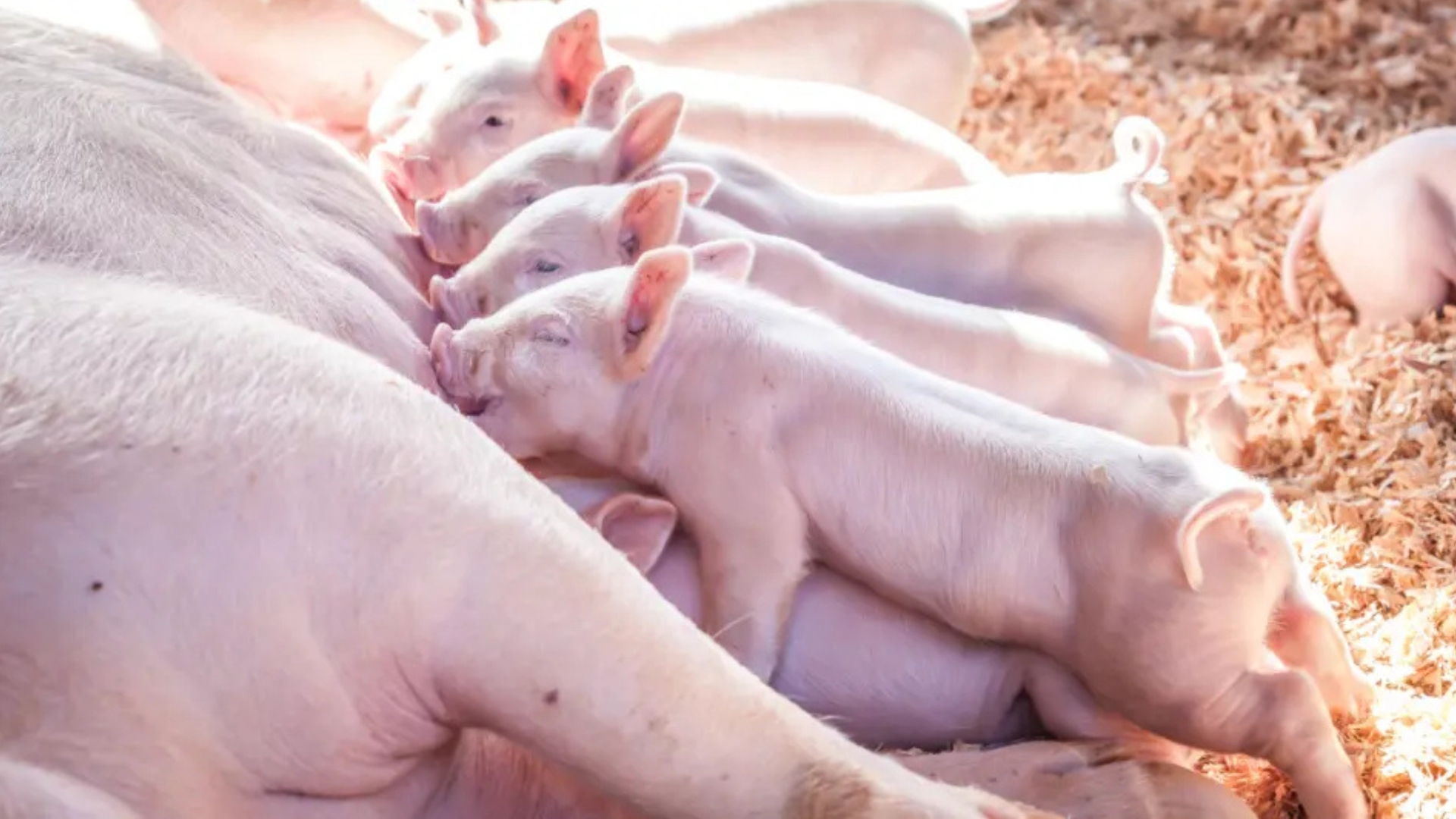Hipótese da higiene: um novo olhar sobre a sanidade na suinocultura