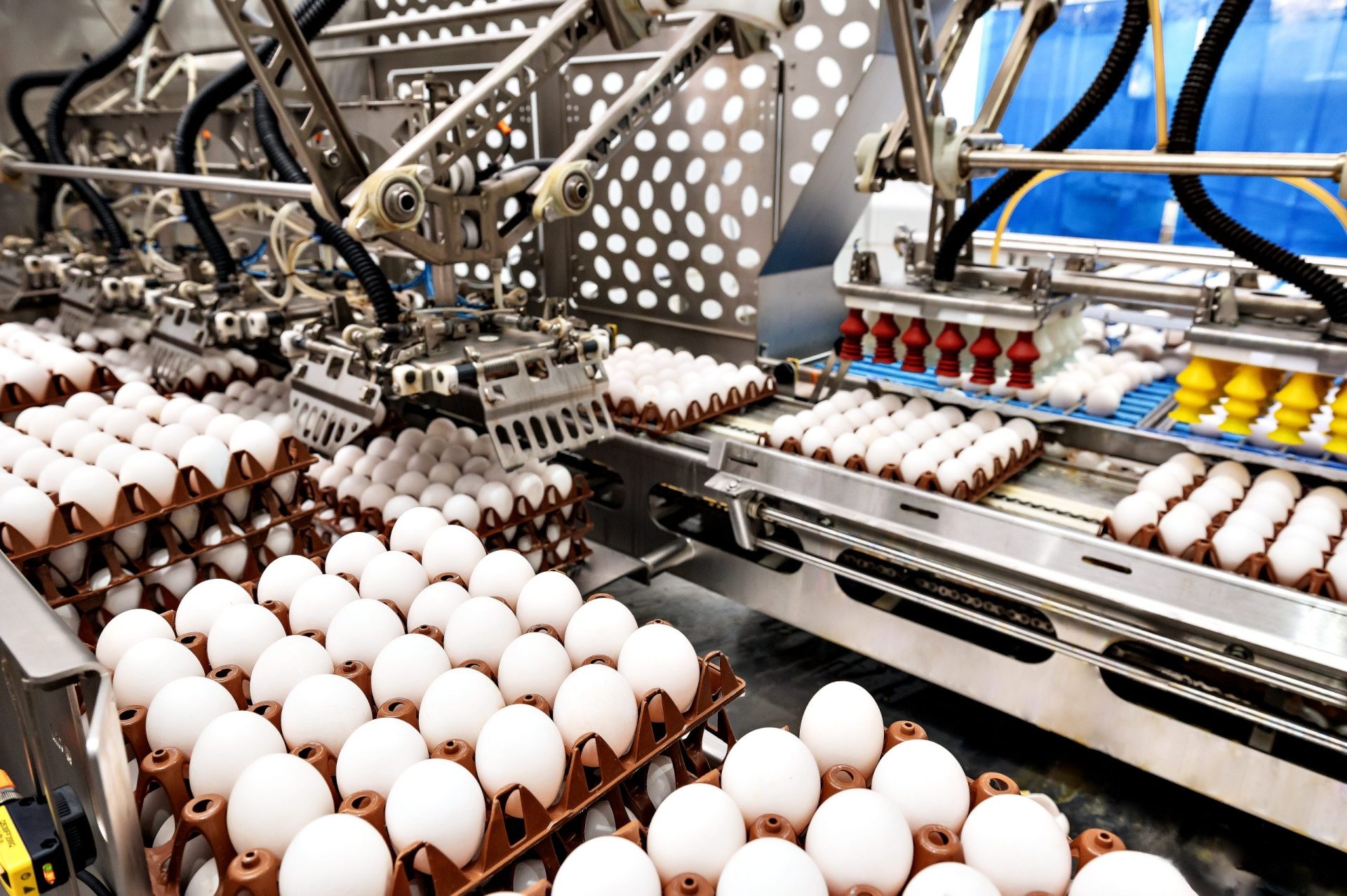 ES produz mais de 5,1 bilhões de ovos por ano