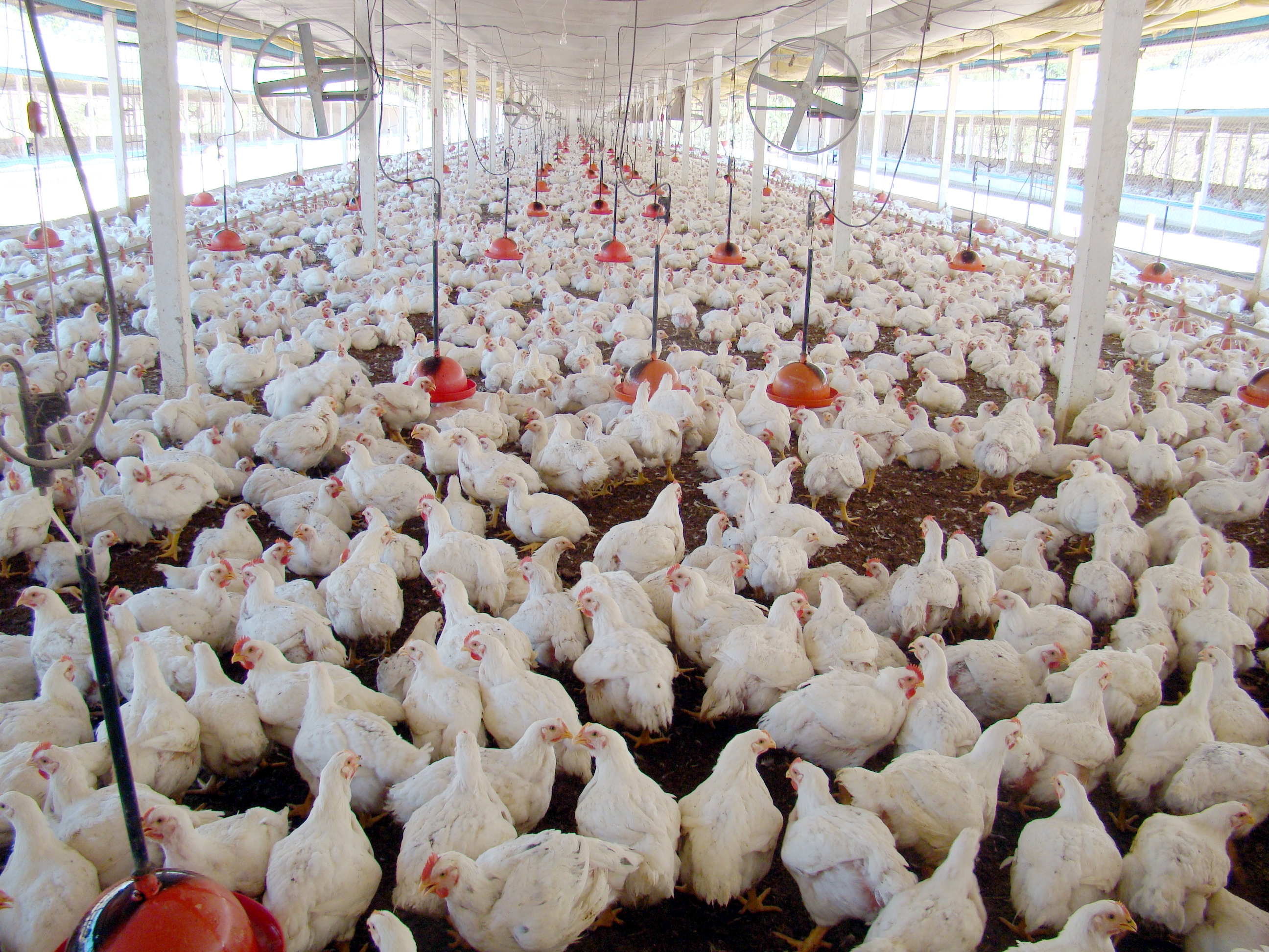Em ano de quebra agrícola, IBGE mostra como a avicultura segurou o PIB do campo