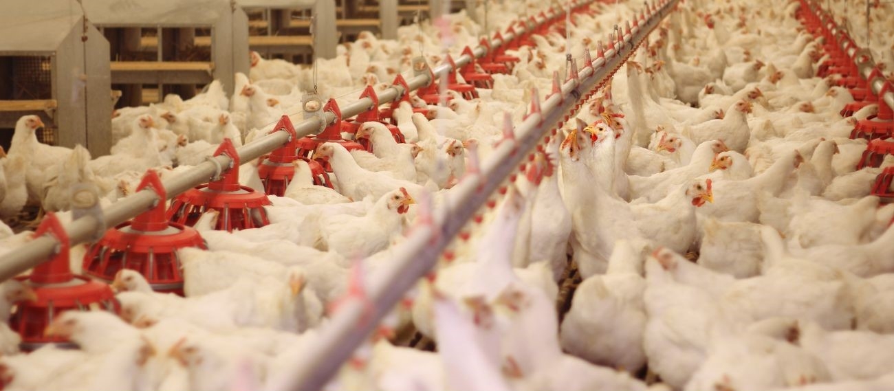 Gripe aviária: Argentina confirma novo surto em aves comerciais