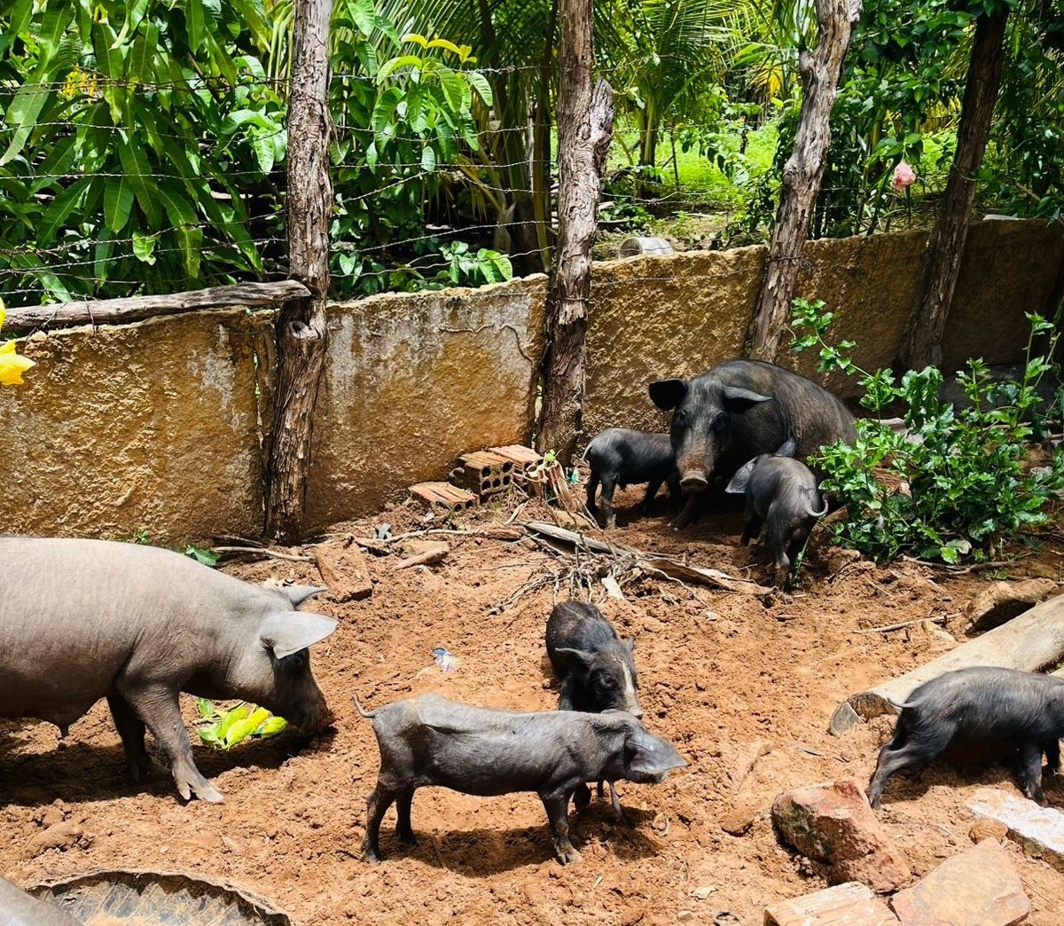 Adapi adota medidas sanitárias e controla foco de peste suína clássica no Piauí