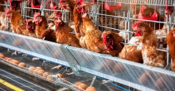 Chile suspende exportações de frango após caso de gripe aviária