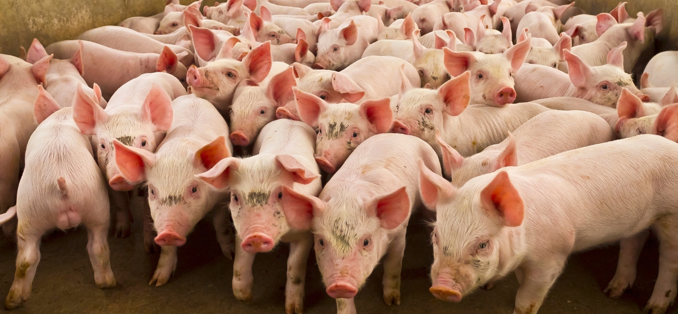 PESTE SUÍNA AFRICANA: blindagem sanitária da granja e do transporte para sustentação dos mercados internacionais