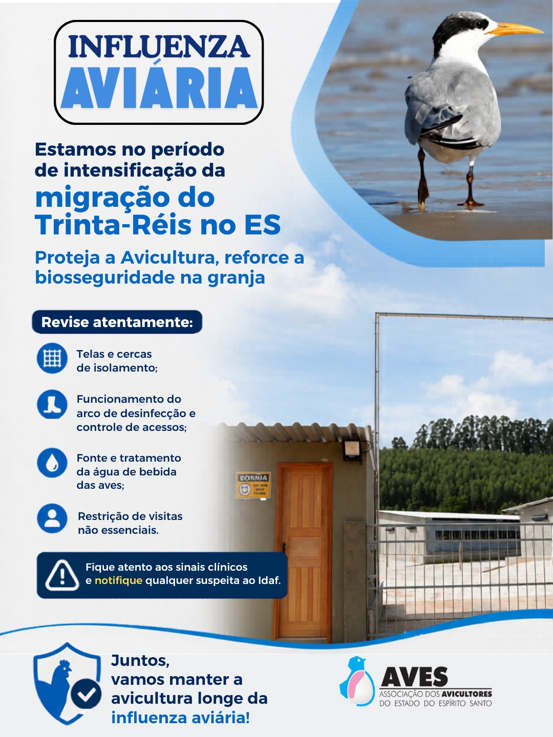 AVES reforça alerta de biosseguridade e prevenção contra a Influenza Aviária