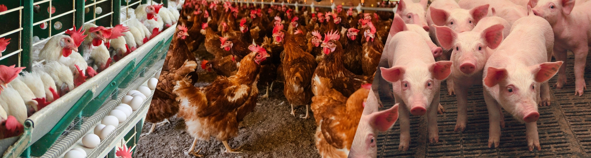 Números do IBGE reforçam a força da avicultura e suinocultura capixaba no cenário nacional