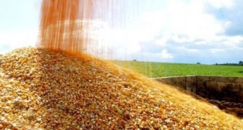 CTNBIO LIBERA IMPORTAÇÃO DE MILHO DOS ESTADOS UNIDOS