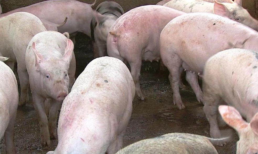 Abate de suínos e produção de ovos são recordes no 3º trimestre