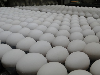 Para atender demanda, produção de ovos mundial precisa crescer 50%