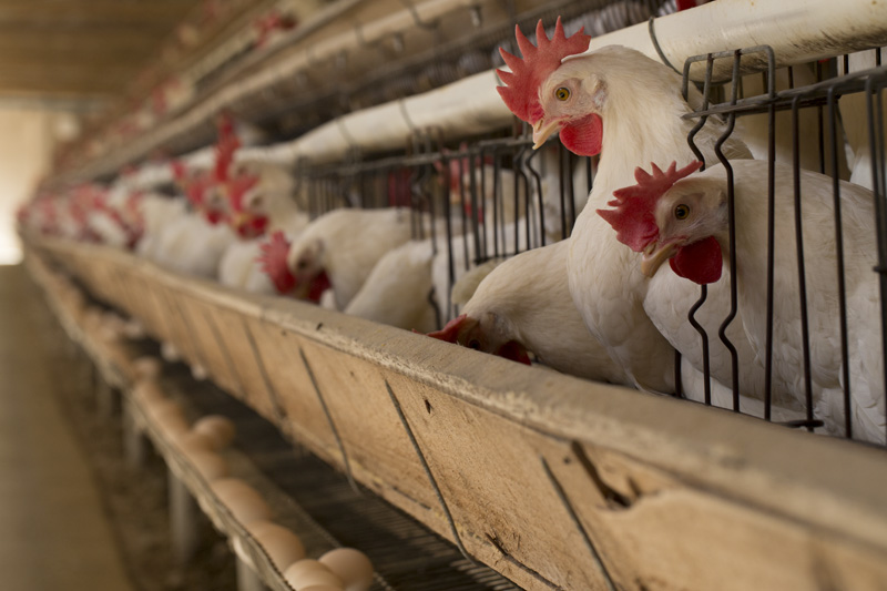 Coopeavi registra aumento de mais de 15%  na venda de aves e esterco