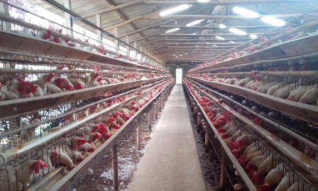 Avicultores de Santa Maria de Jetibá participam de terceira fase do Projeto de Boas Práticas na Postura Comercial BPP-Ovos